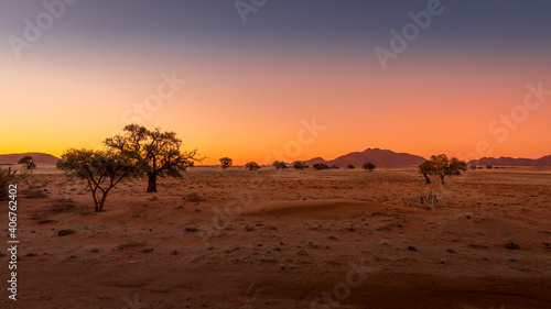 Grassy steppe with Camel Thorn trees (Vachellia erioloba), near Sesriem, evening light, Naukluft Mountains at the back, Sesriem, Namibia.