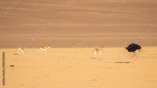 Tablou pe pânză Common ostrich ( Struthio camelus) en springbok ( Antidorcas marsupialis), Sossusvlei, Namibia