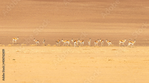 Herd of springbok ( Antidorcas marsupialis), Sossusvlei, Namibia.