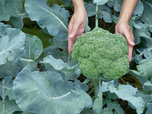 farmer hands hold broccoli flower on green leaves the gardener takecare her vegetable farm with love to cabbage flower buds a healthy food or salad ingredient in countryside organic garden photo