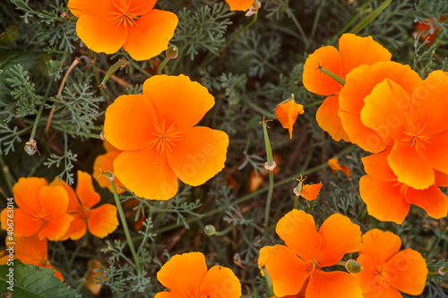 Fototapeta Naklejka Na Ścianę i Meble -  Blooming orange Eschscholzia californica in nature