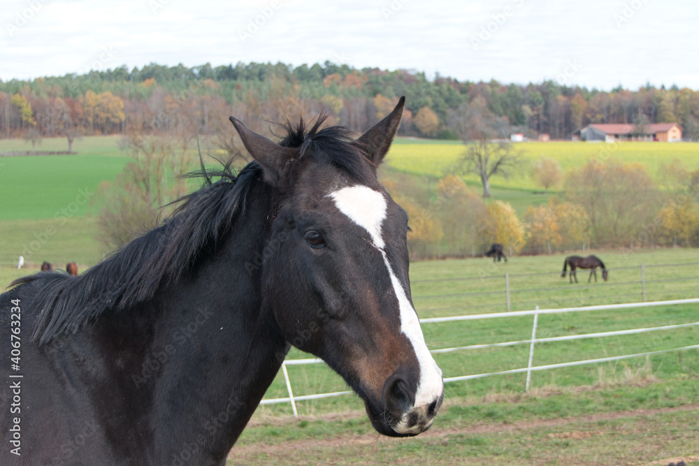 Säugetiere - Hauspferd (Equus caballus)