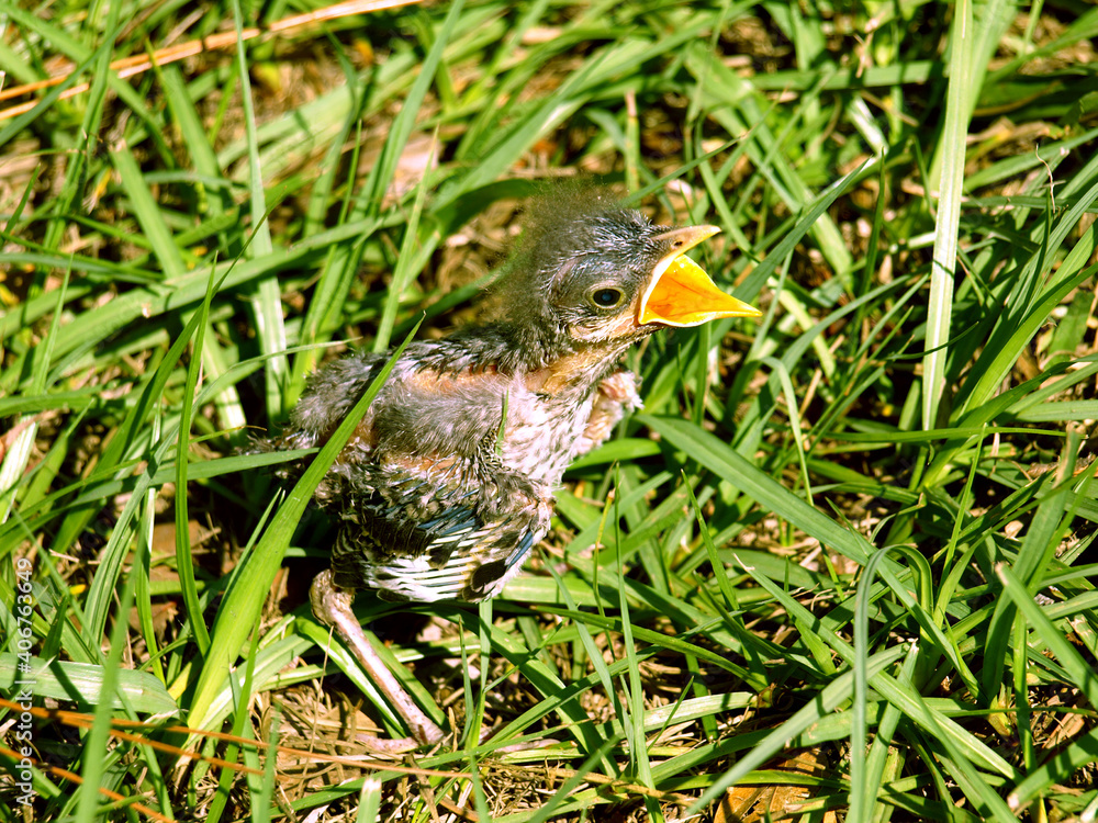 Obraz premium Baby Bird Cry