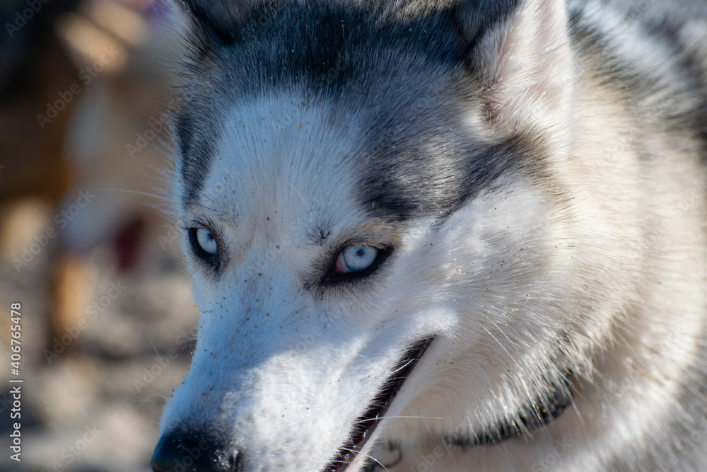 Obraz premium Dogs playing at the beach