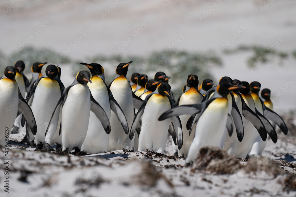 Obraz premium The king penguin (Aptenodytes patagonicus)