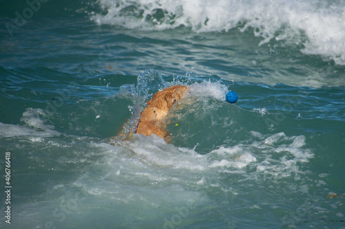 Dogs playing at the beach