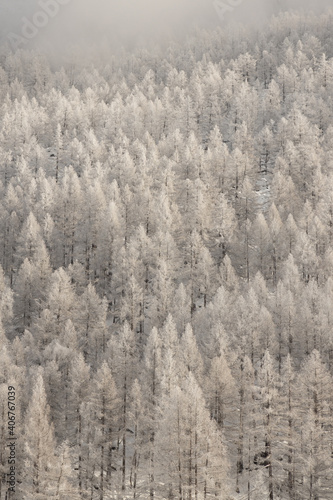 Fototapeta Naklejka Na Ścianę i Meble -  Frozen Trees in Switzerland