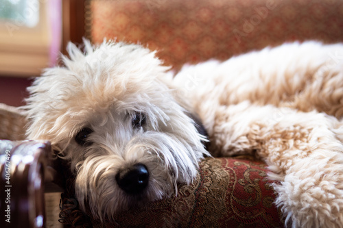 Adorable fluffy Soft Coated Wheaten Terrier puppy laying down © littleny