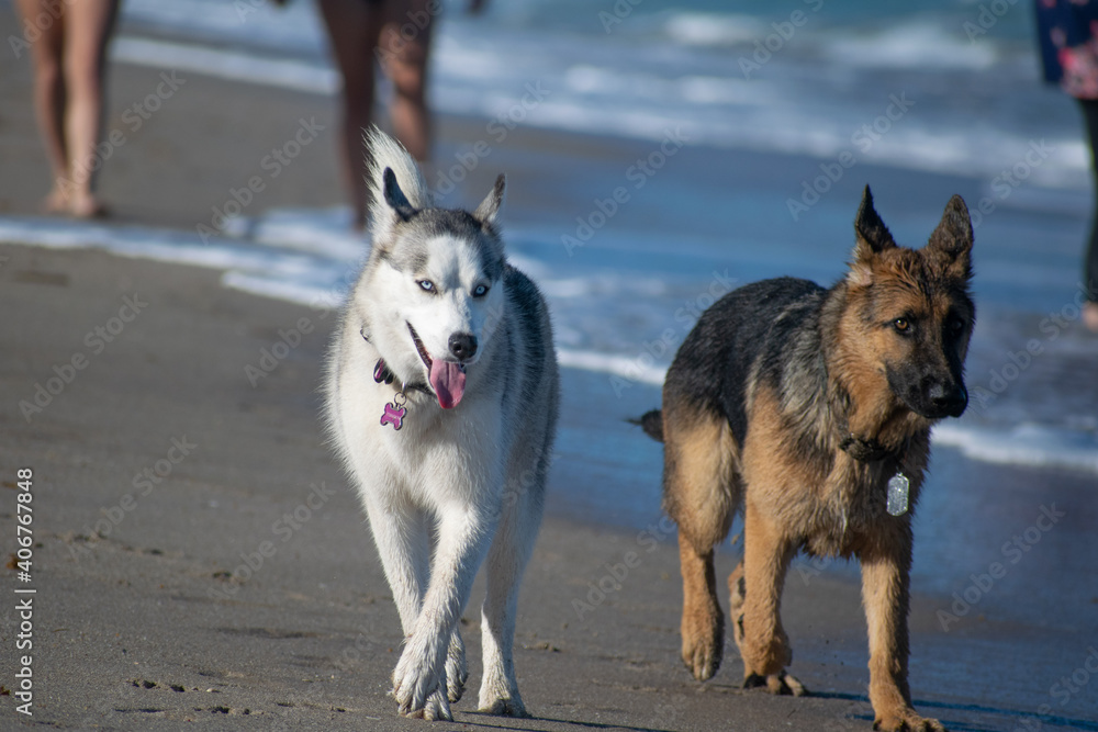 Dogs playing at the beach