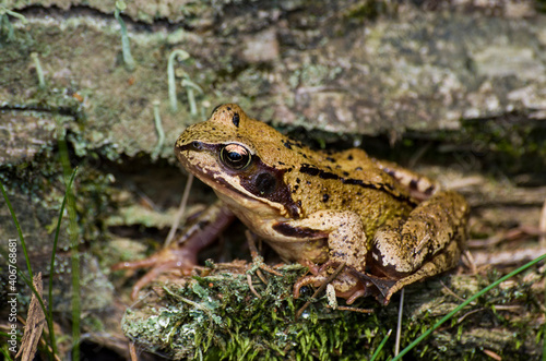 frog in the forest on moss and rocks