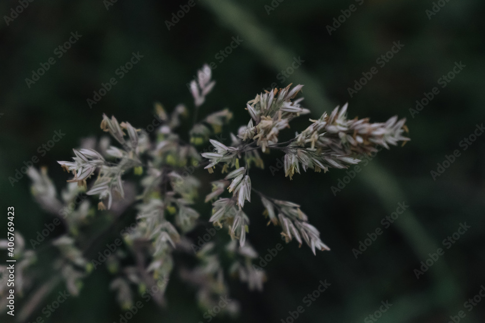 close up of a plant in a garden.