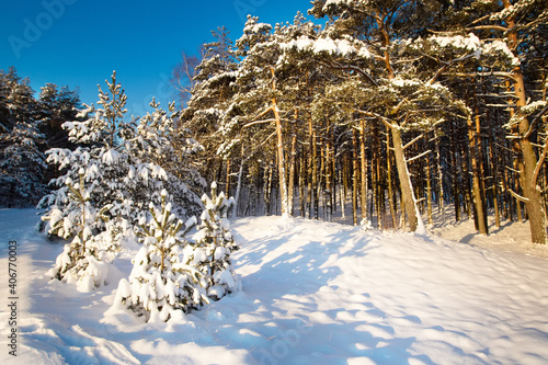 Snow Curonian Spit dunes in January winter sunny day. Blue sky and sea, forest evergreen trees in snow. Wonderful fairytale Christmas New Year weather. Kursiu Nerija, near Klaipeda city in Lithuania photo