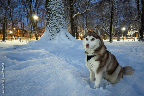 Portrait of Siberian husky dog in snowy winter park.