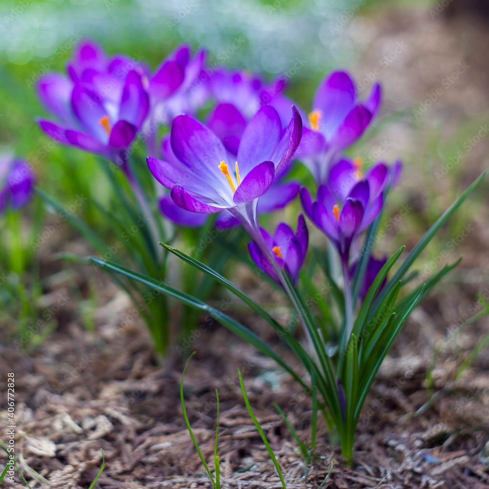 crocus - one of the first spring flowers crocus - one of the first spring flowers