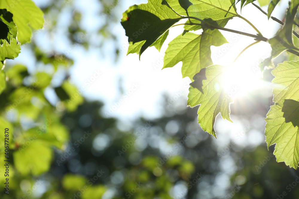 Tree branch with green leaves on sunny day, closeup. Space for text Tree branch with green leaves on sunny day, closeup. Space for text