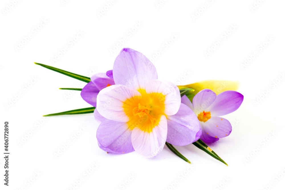 crocus - one of the first spring flowers crocus - one of the first spring flowers