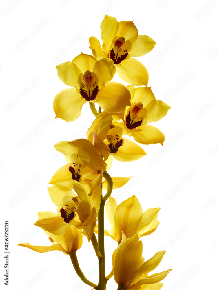 Obraz premium Beautiful yellow cymbidium orchid flowers isolated on white background