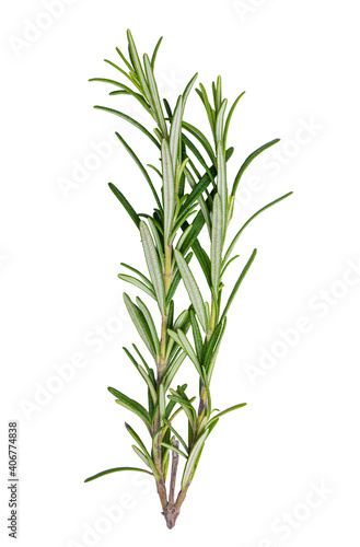 Rosemary isolated on white background