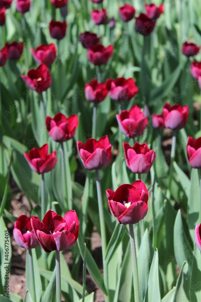 red tulips in the garden red tulips in the garden