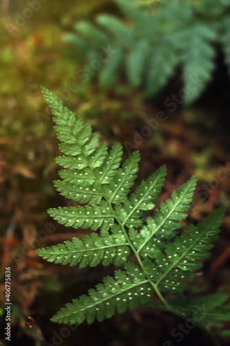 Fresh green fern leaves in dark forest  closeup