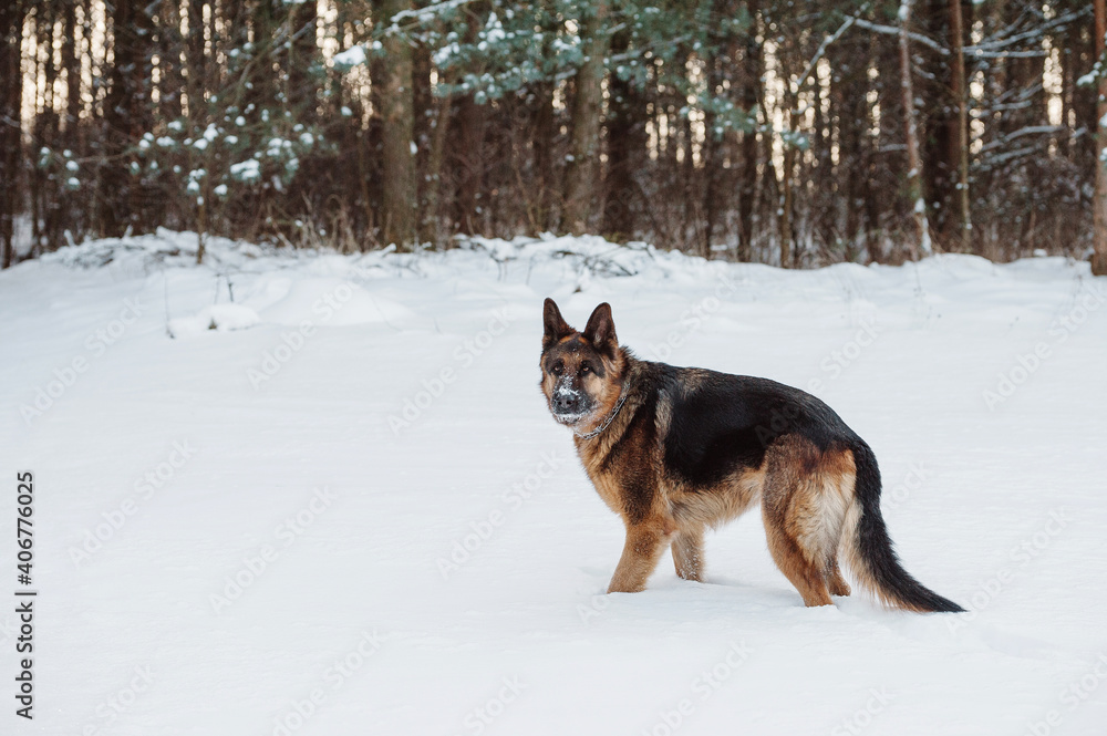 Adult German Shepherd Dog is playing in the snow Adult German Shepherd Dog is playing in the snow