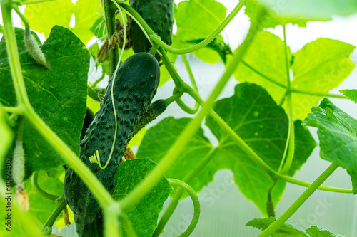 Foto Homegrown, gardening, agriculture and gmo free consept