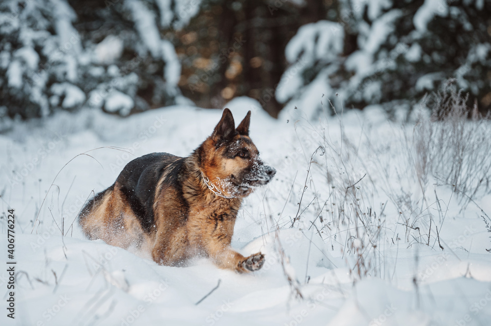 Adult German Shepherd Dog is playing in the snow Adult German Shepherd Dog is playing in the snow