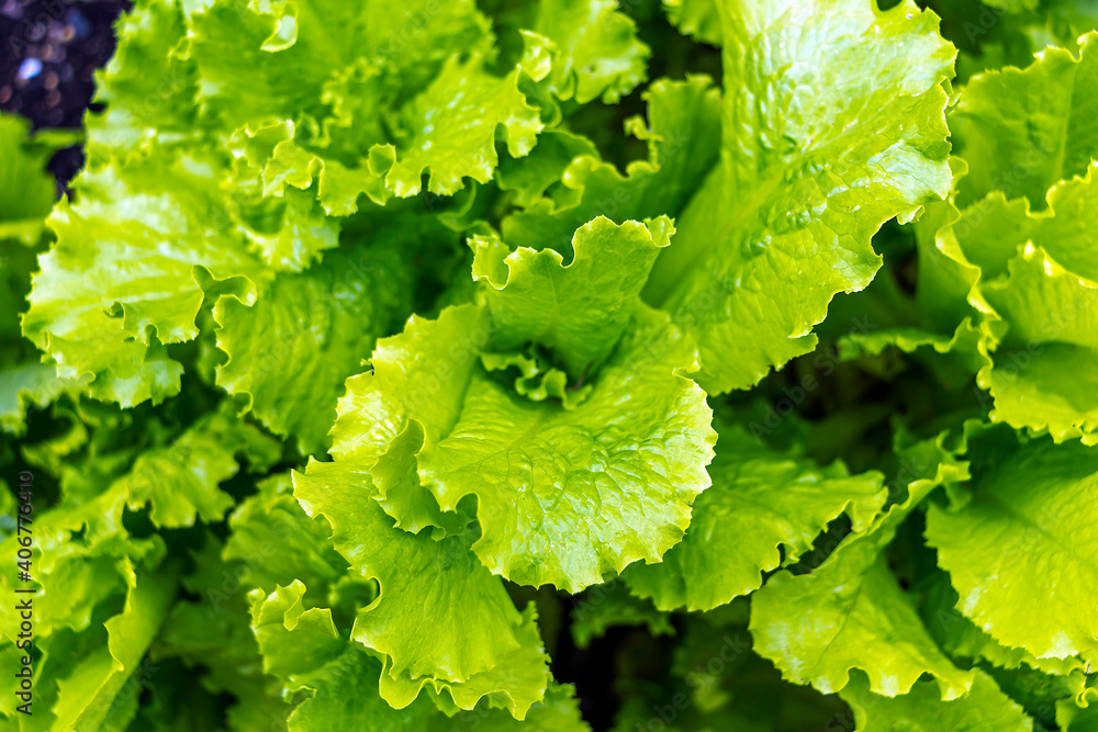 Homegrown, gardening, agriculture and gmo free consept. Leaves of green salad Lettuce. Natural vegetable organic food production. Natural background. Seed cover. Homegrown, gardening, agriculture and gmo free consept. Leaves of green salad Lettuce. Natural vegetable organic food production. Natural background. Seed cover.
