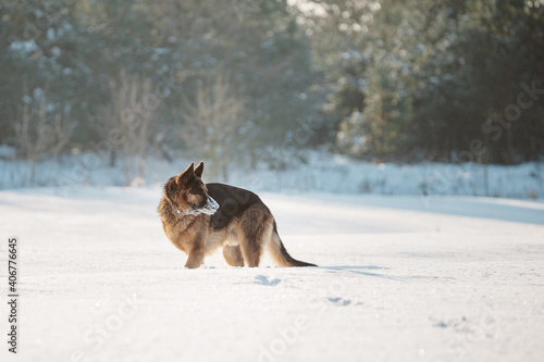 Adult German Shepherd Dog is playing in the snow