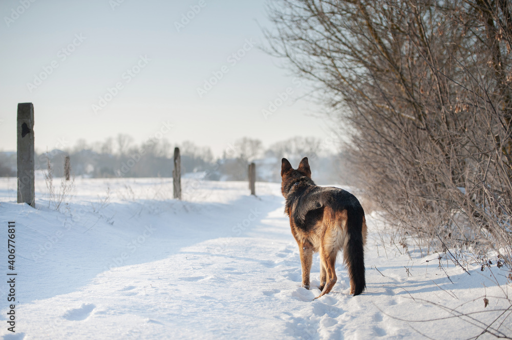 Adult German Shepherd Dog is playing in the snow Adult German Shepherd Dog is playing in the snow