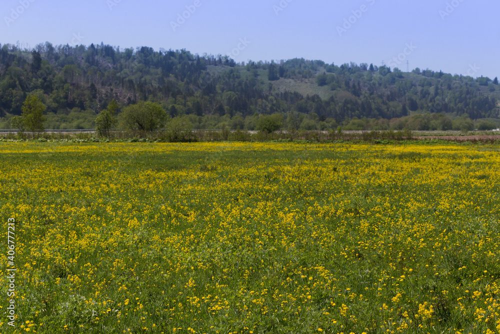 Yellow flowers on a flowering field in a sunny day on Sakhalin island