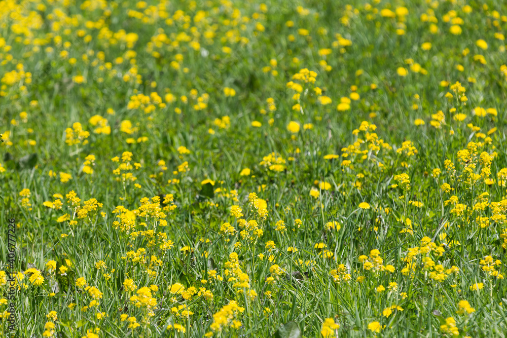 Yellow flowers on a flowering field in a sunny day on Sakhalin island Yellow flowers on a flowering field in a sunny day on Sakhalin island