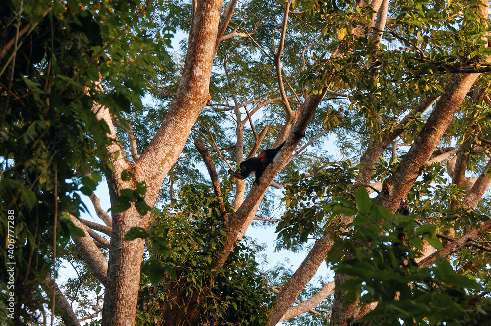 Fototapeta premium Mantled Howler monkey (Alouatta palliata) feeding on tree leaves in Nicaragua