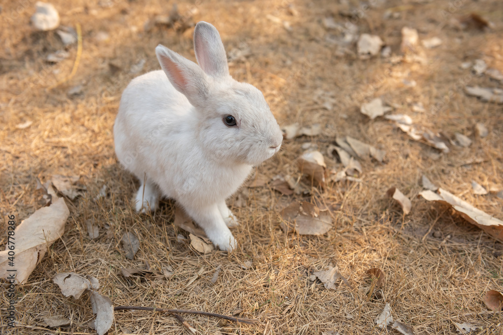 Rabbit on dry grass. Spring Easter baby rabbit. Cute domestic animal. Rabbit on dry grass. Spring Easter baby rabbit. Cute domestic animal.