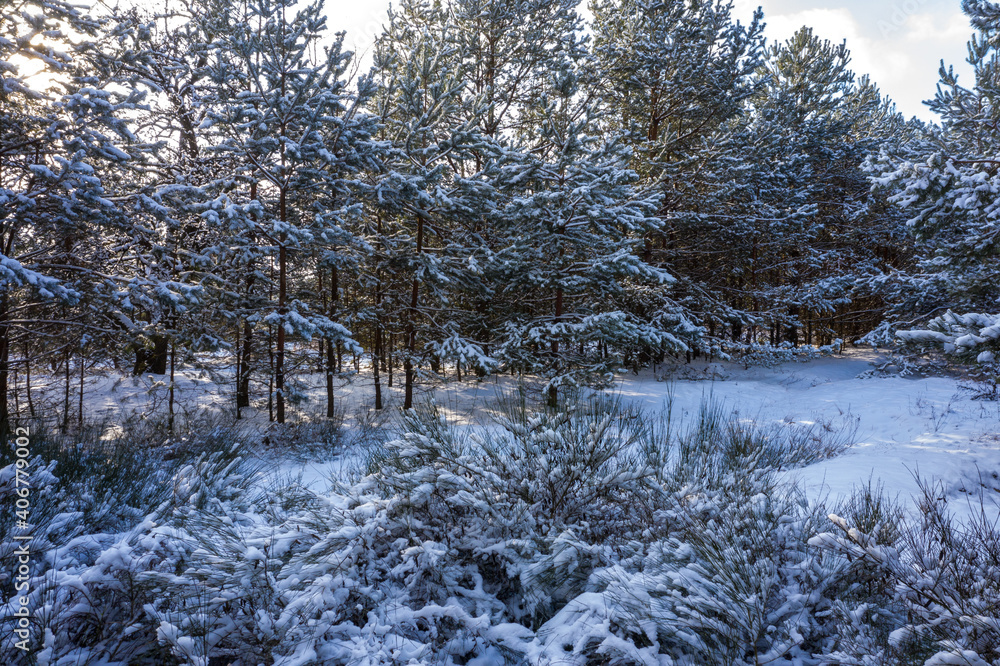 Fototapeta premium Walk in the pine forest at the winter.