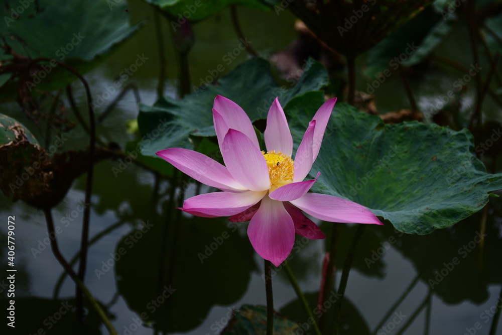 Pink lotus flower blossom in pond Pink lotus flower blossom in pond