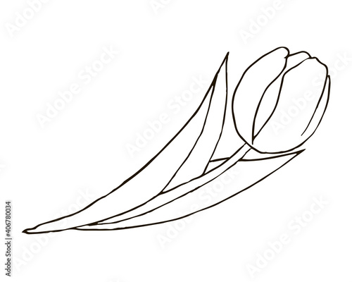 Tulip flower and leaves drawing. Vector hand drawn flor illustration. Black line sketch on white background.
