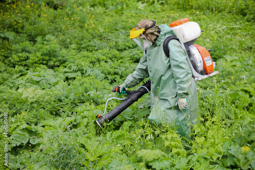 MINSK, BELARUS - 1 OCTOBER, 2020: mowing and herbicide treatment of sosnovsky hogweed photo