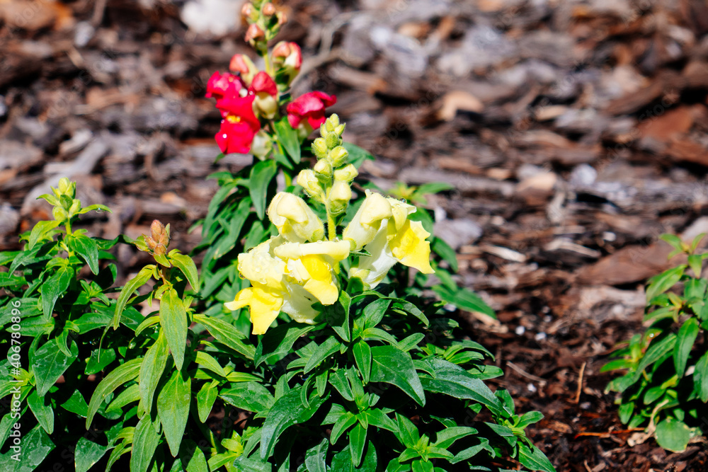 Beautiful garden flower in winter of Florida Beautiful garden flower in winter of Florida