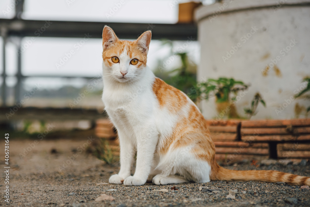 cute orange and white cat looking at the camera cute orange and white cat looking at the camera