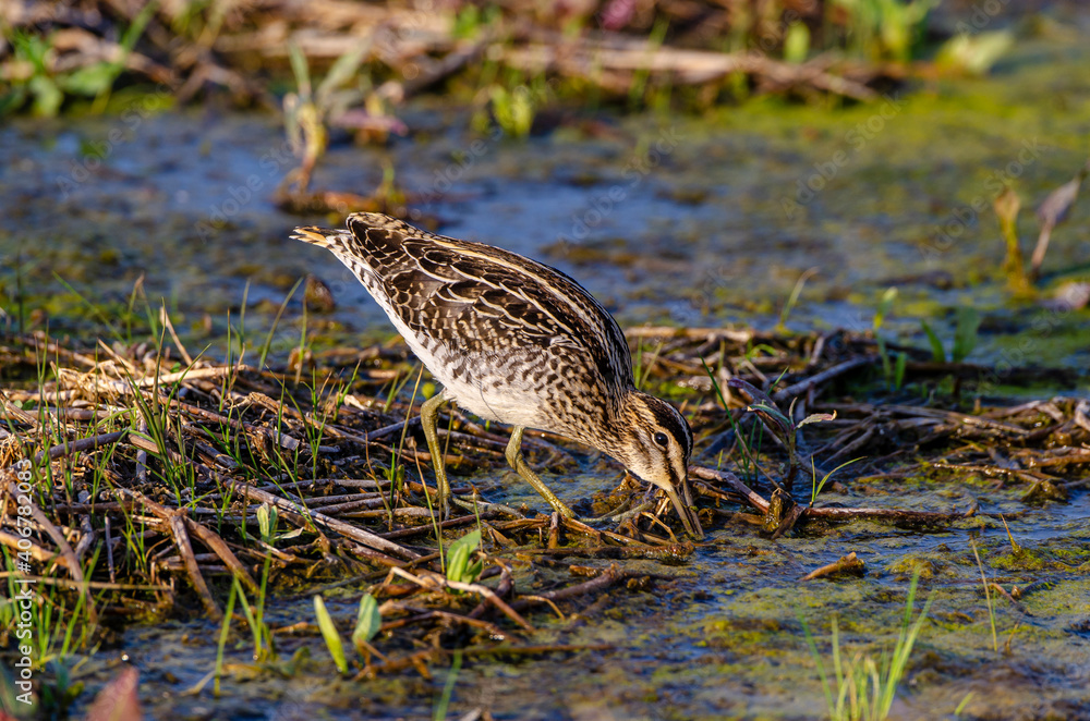 Bécassine des marais,.Gallinago gallinago, Common Snipe Bécassine des marais,.Gallinago gallinago, Common Snipe