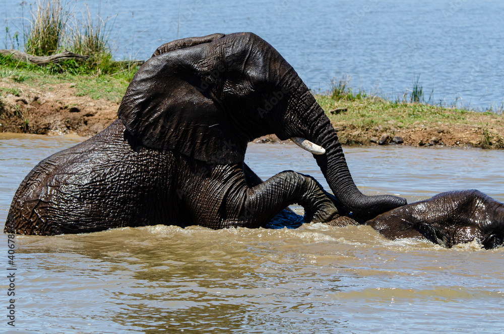 Fototapeta premium Éléphant d'Afrique, Loxodonta africana, Parc national du Pilabesberg, Afrique du Sud