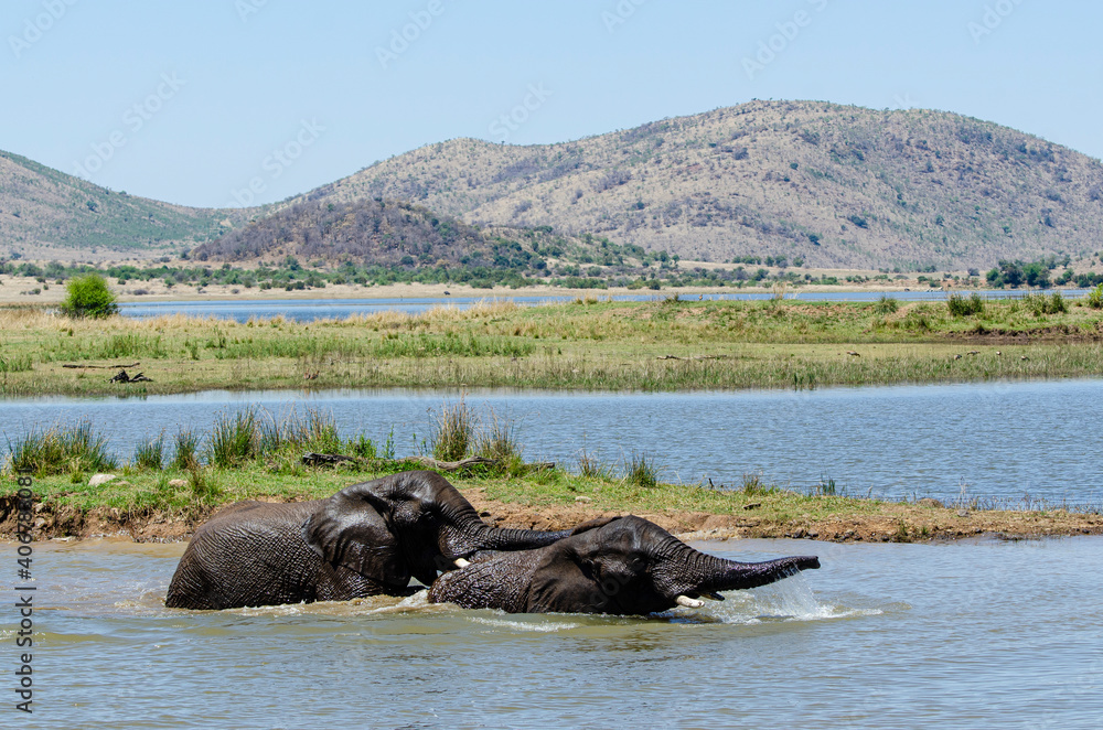 Éléphant d'Afrique, Loxodonta africana, Parc national du Pilabesberg, Afrique du Sud Éléphant d'Afrique, Loxodonta africana, Parc national du Pilabesberg, Afrique du Sud