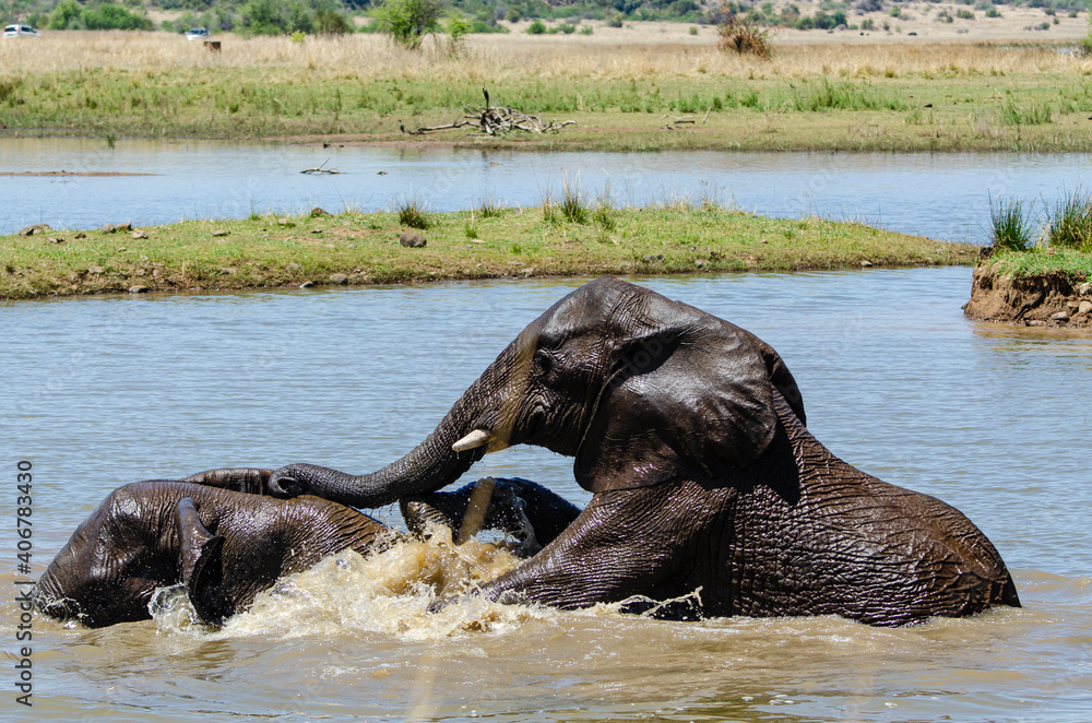 Éléphant d'Afrique, Loxodonta africana, Parc national du Pilabesberg, Afrique du Sud Éléphant d'Afrique, Loxodonta africana, Parc national du Pilabesberg, Afrique du Sud
