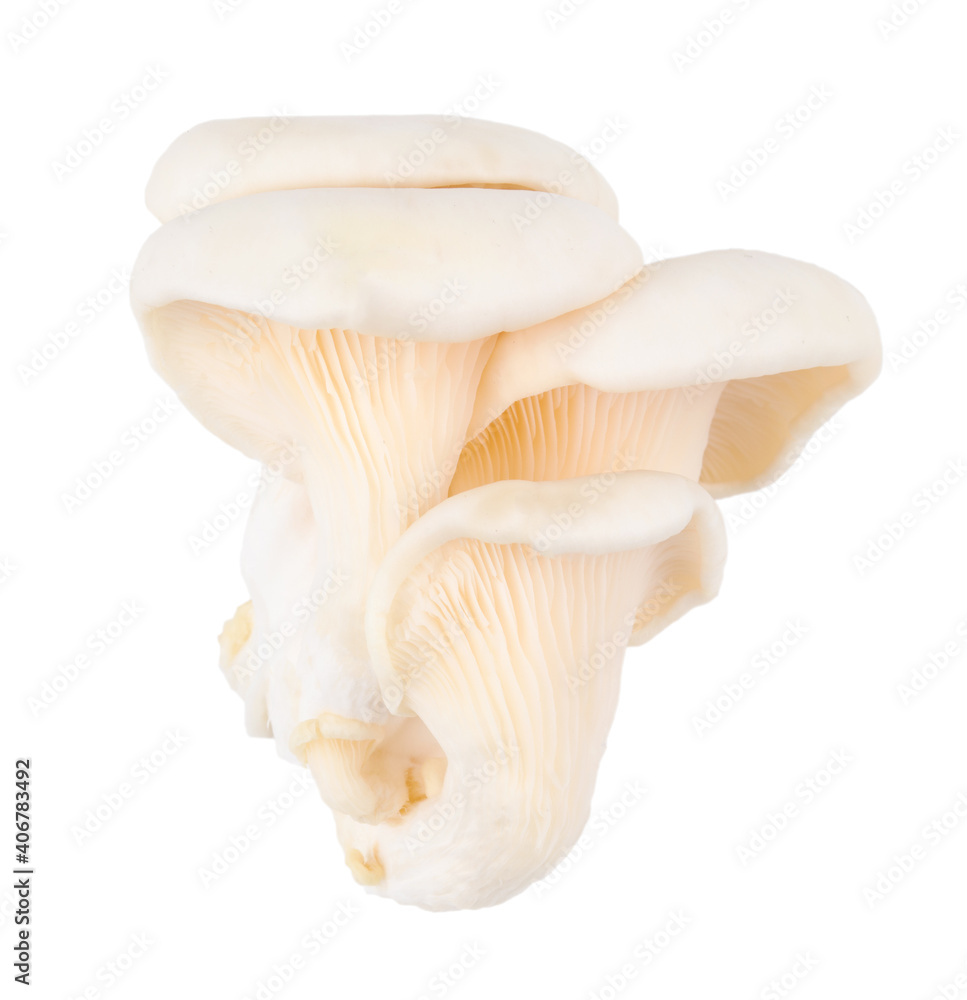 close up Oyster mushrooms on a white background close up Oyster mushrooms on a white background