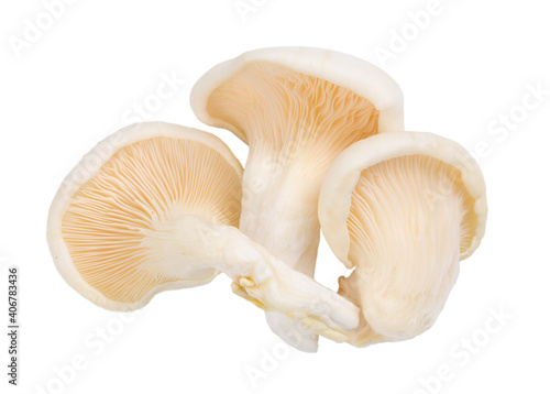 group of raw oyster mushroom isolated on white background