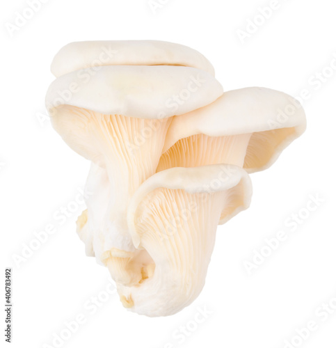 close up Oyster mushrooms on a white background