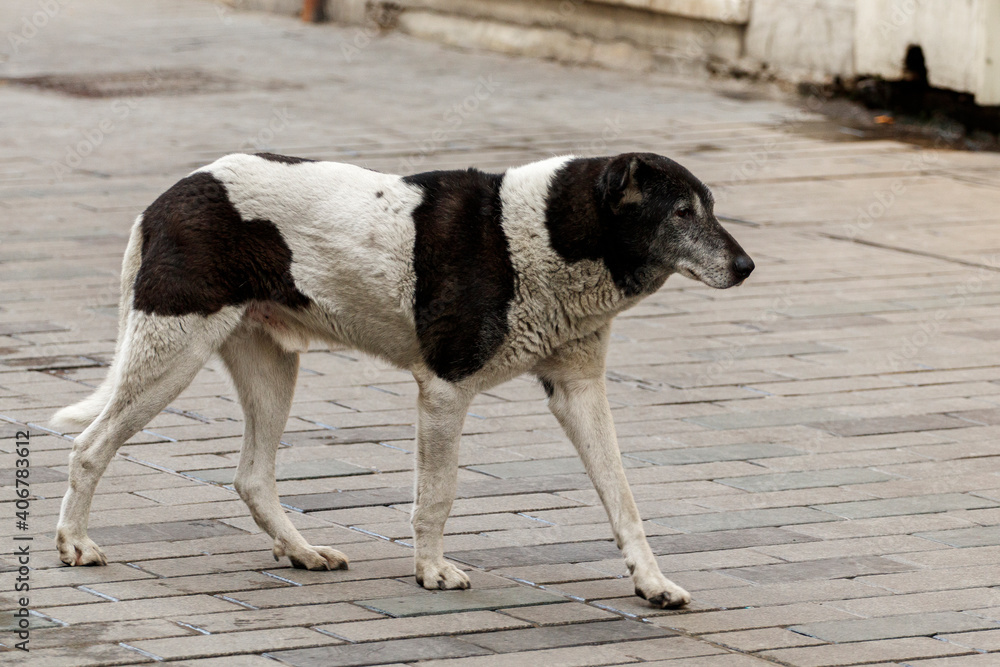 Old stray dog walking down the street. Istanbul, Turkey.