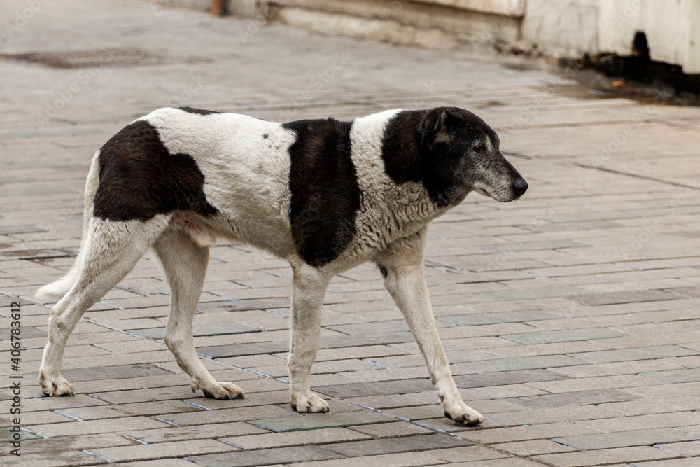 Old stray dog walking down the street. Istanbul, Turkey. Old stray dog walking down the street. Istanbul, Turkey.