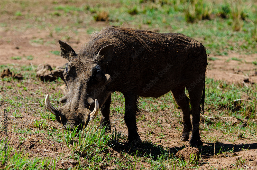 Phacochère commun, Phacochoerus africanus, Afrique du Sud Phacochère commun, Phacochoerus africanus, Afrique du Sud